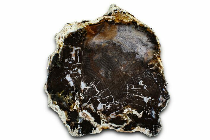 Polished Petrified Shrinkwood Slab - Parker, Colorado #378087